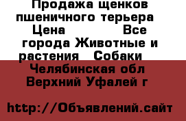 Продажа щенков пшеничного терьера › Цена ­ 30 000 - Все города Животные и растения » Собаки   . Челябинская обл.,Верхний Уфалей г.